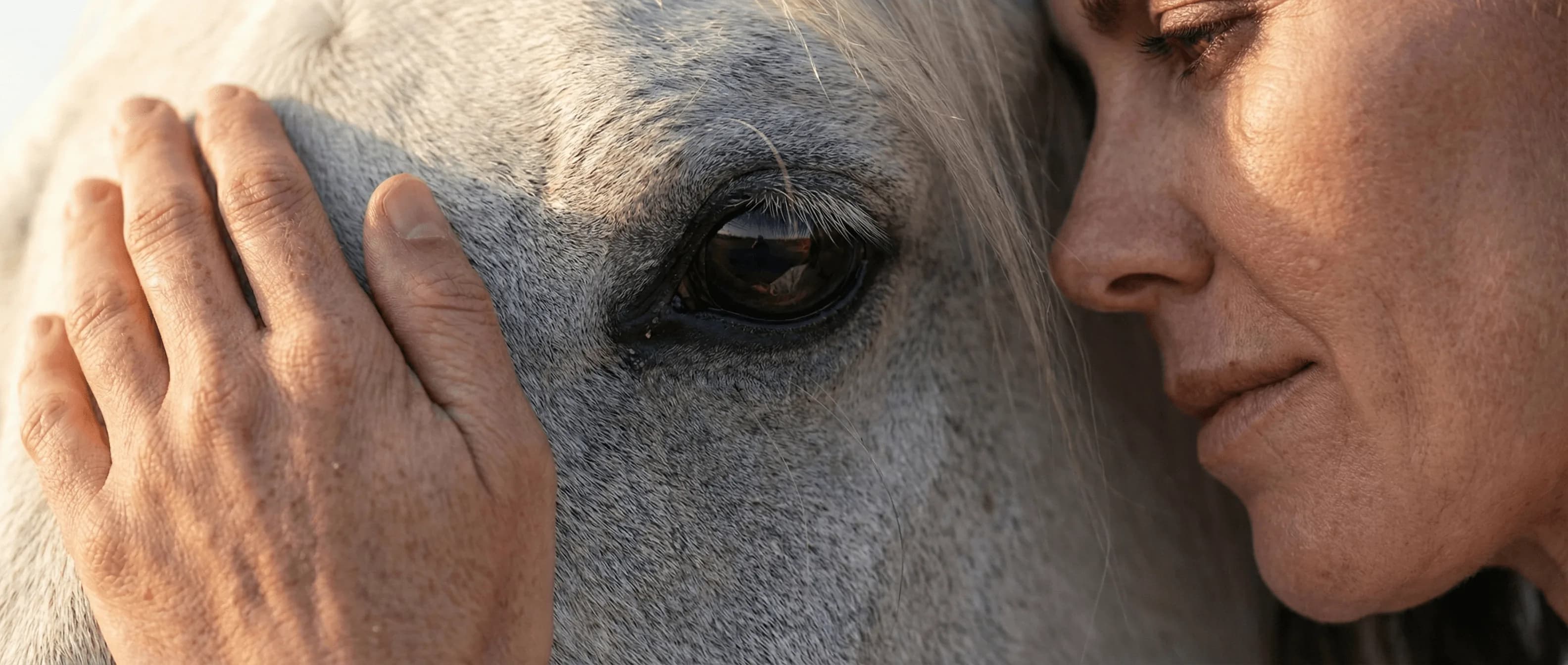 Instalaciones de Haras Paso Firme